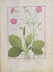 Illustration aus dem Buch der einfachen Heilmittel von Mattheaus Platearius 144r